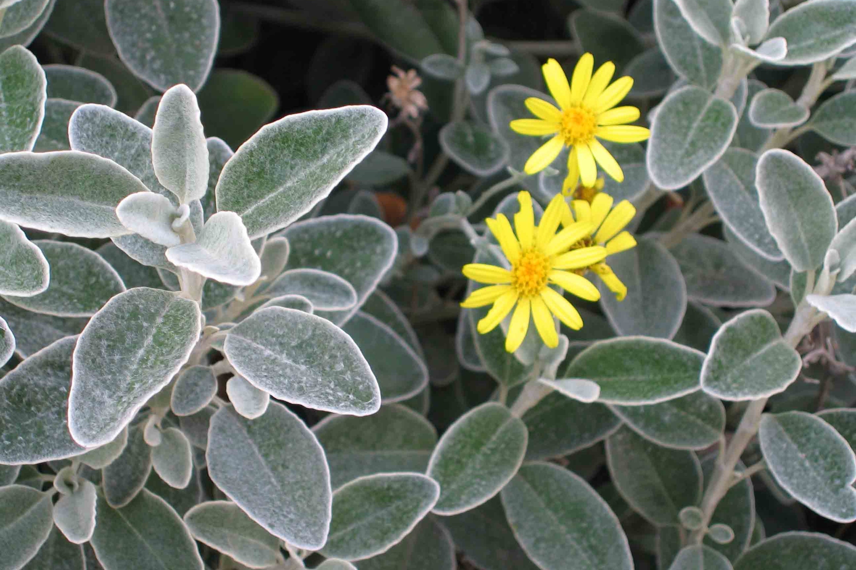 Brachyglottis (Dunedin Group) 'Sunshine' – Ballyrobert Gardens