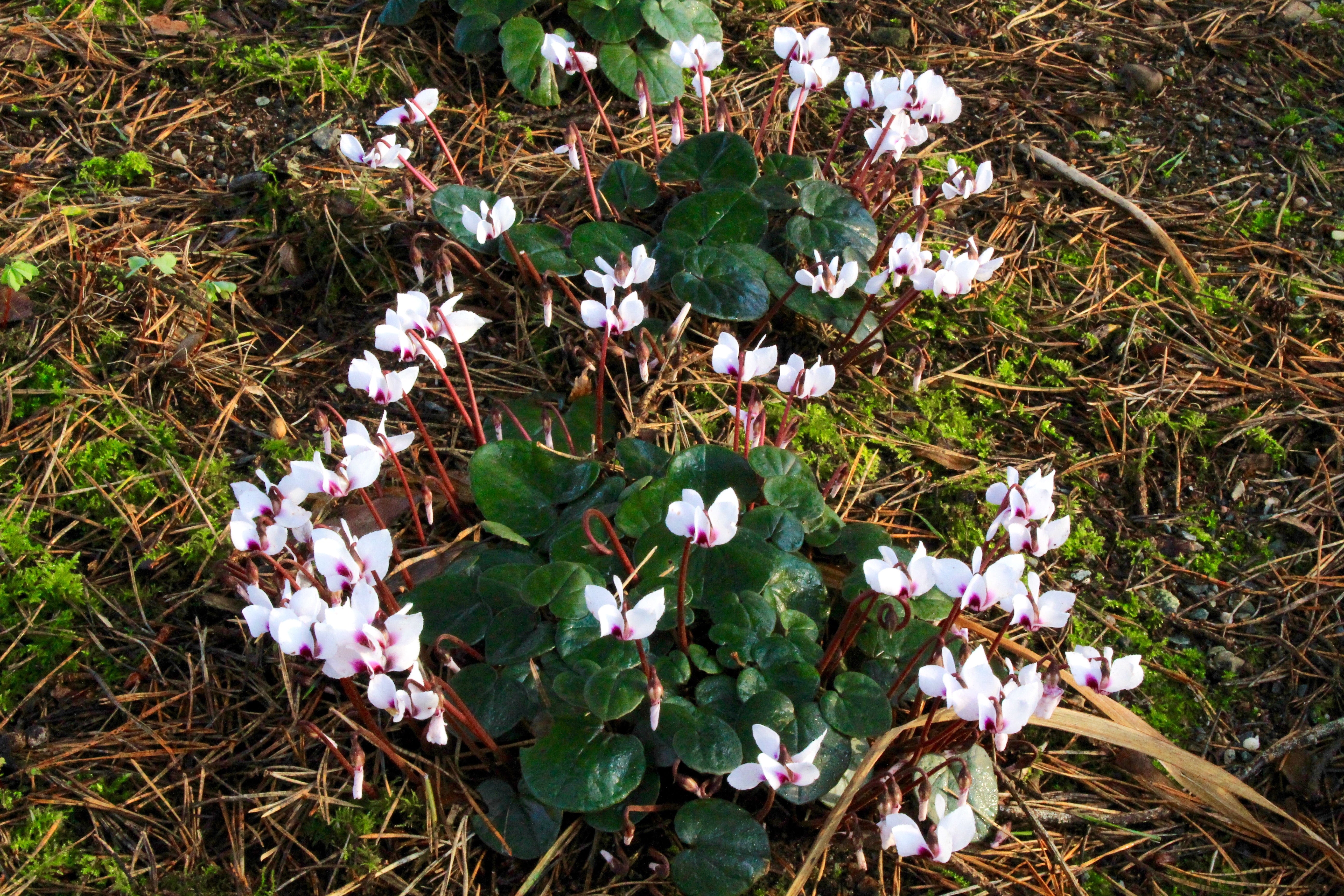 Cyclamen coum subsp. coum f. pallidum Album Ballyrobert Gardens