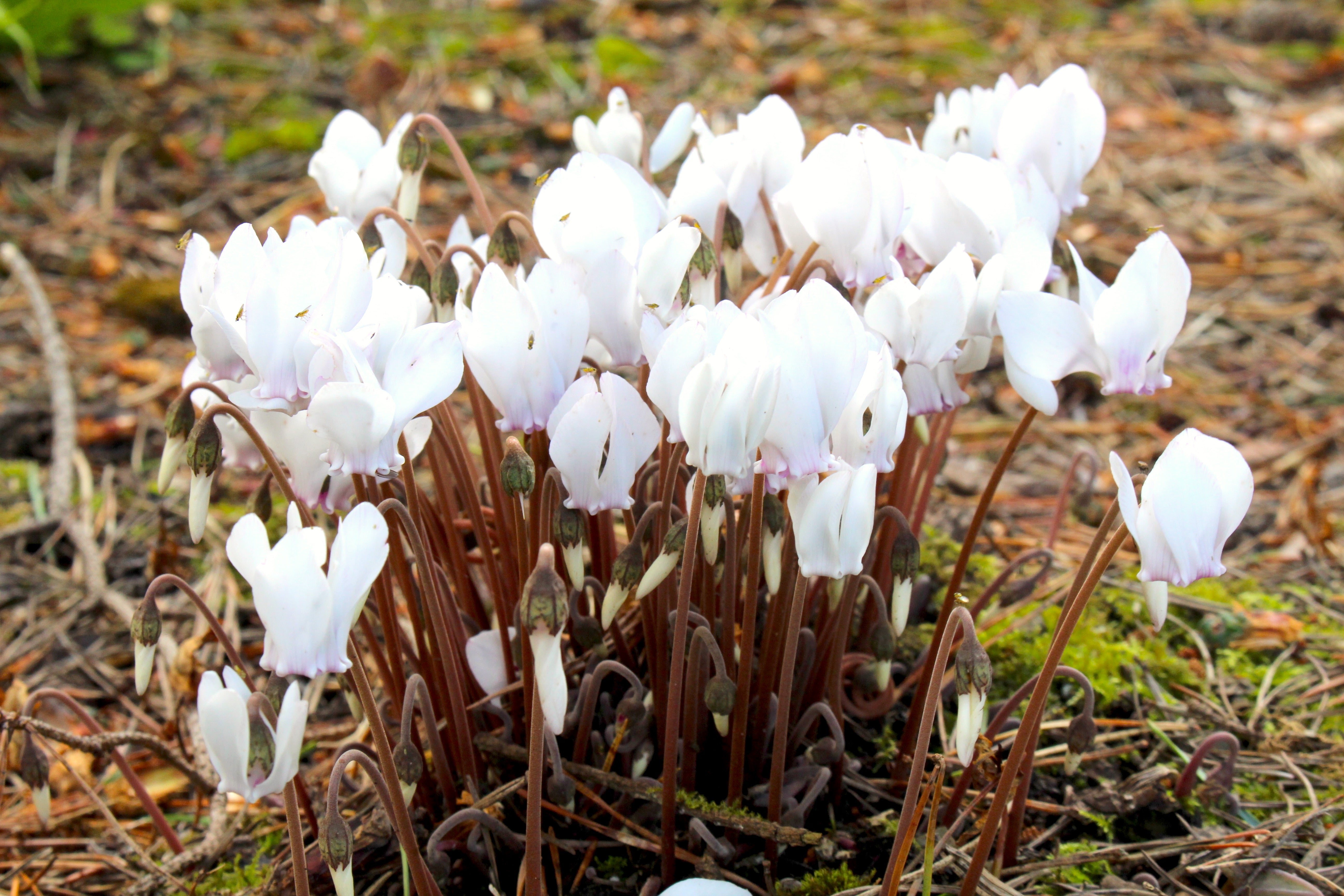 Cyclamen hederifolium online