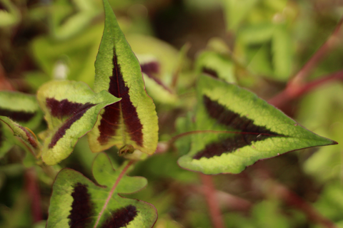 Persicaria 'Purple Fantasy'