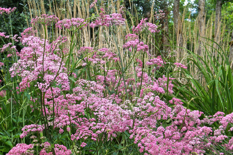 Pimpinella major 'Rosea' 