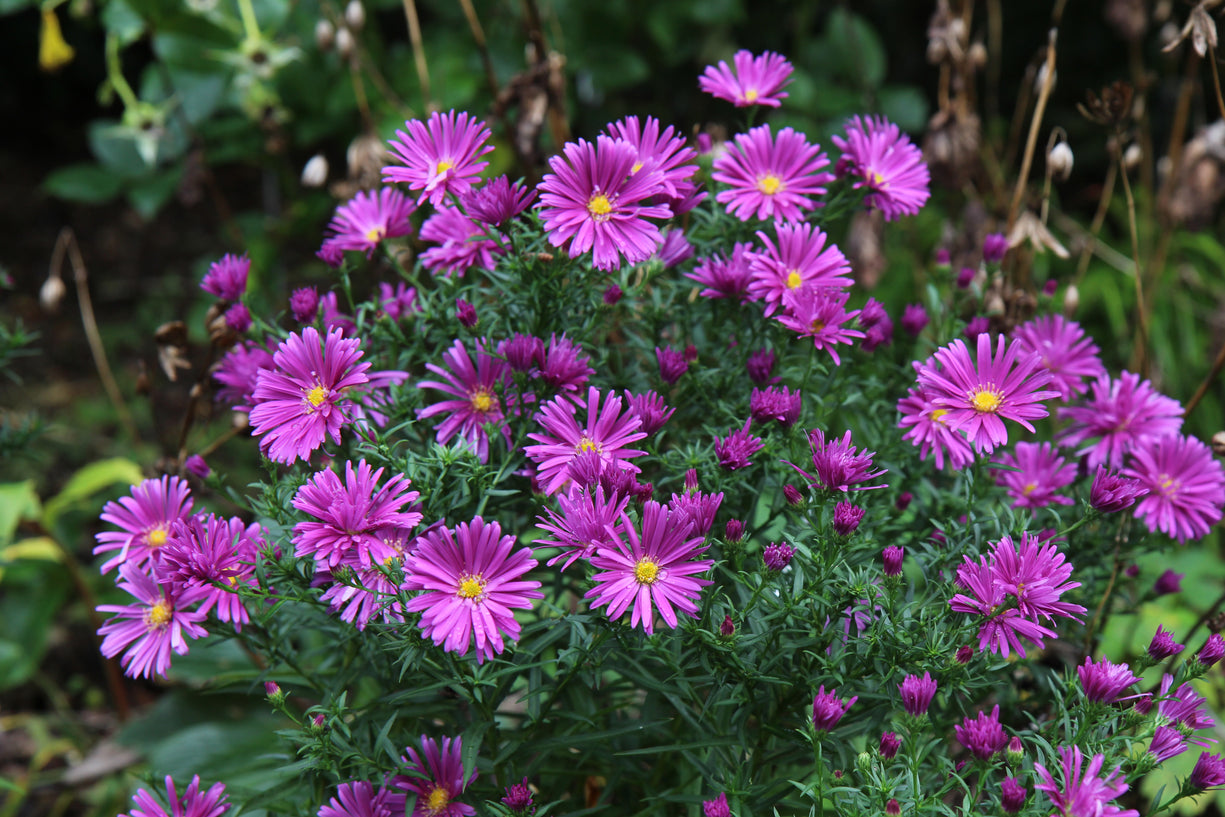 Symphyotrichum novi-belgii 'Tonga' (Island Series)