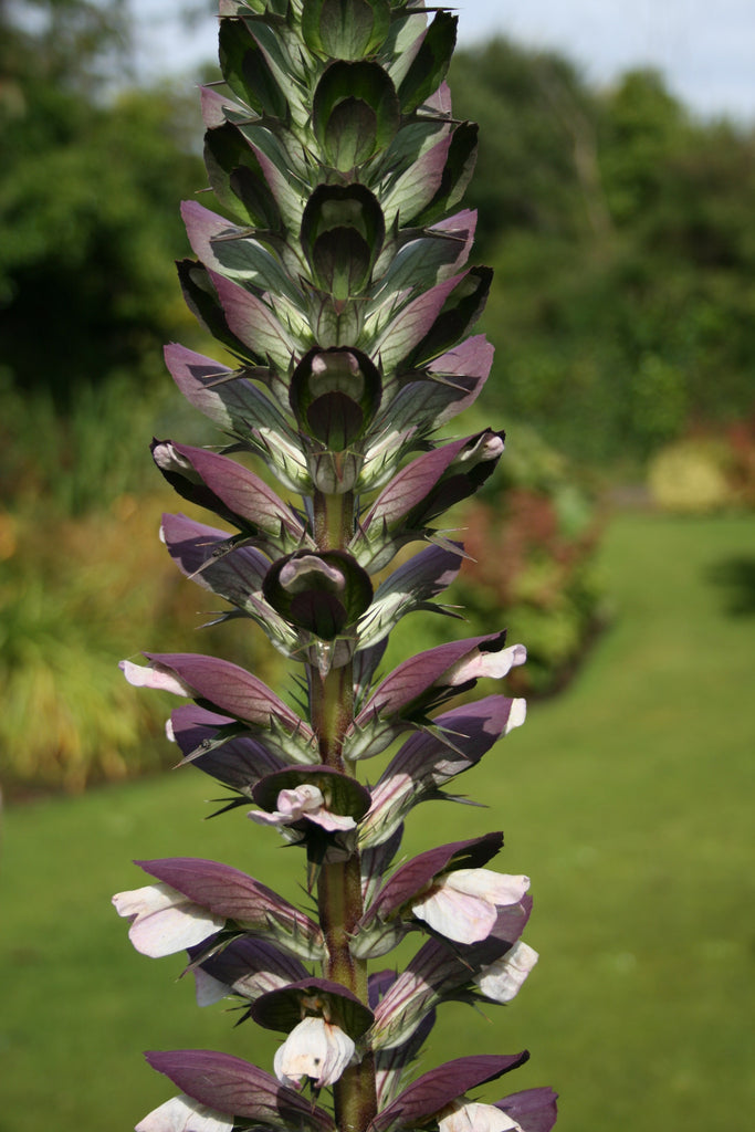 Acanthus spinosus L.