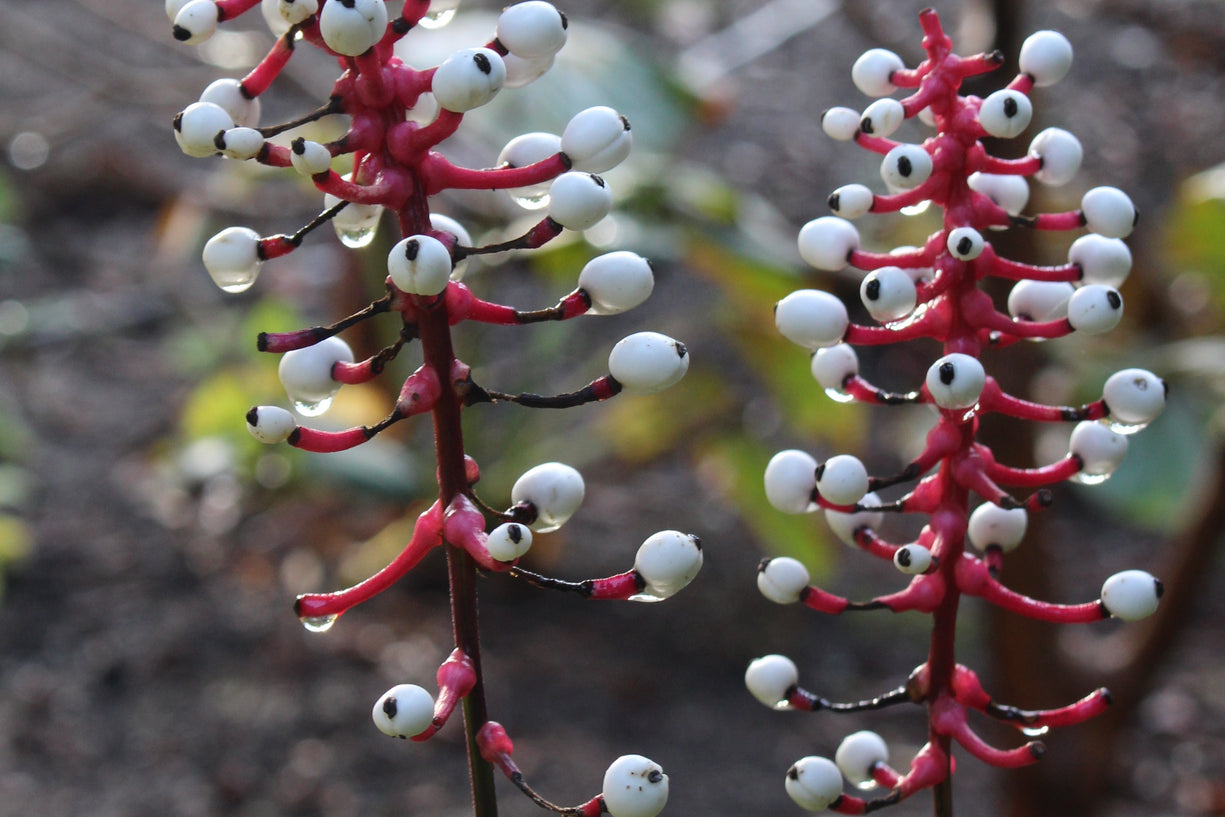 Actaea pachypoda