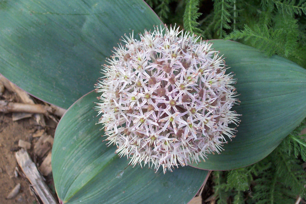 Allium karataviense – Ballyrobert