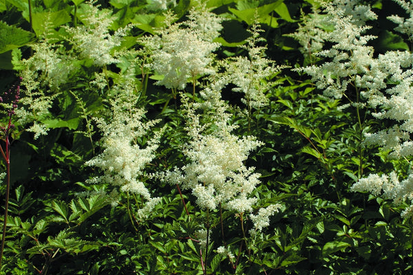 Astilbe 'Brautschleier' (x arendsii) – Ballyrobert Gardens