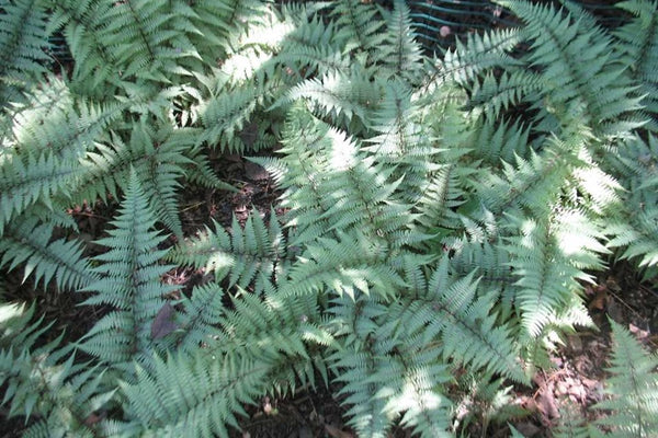 Athyrium 'Ghost' – Ballyrobert Gardens