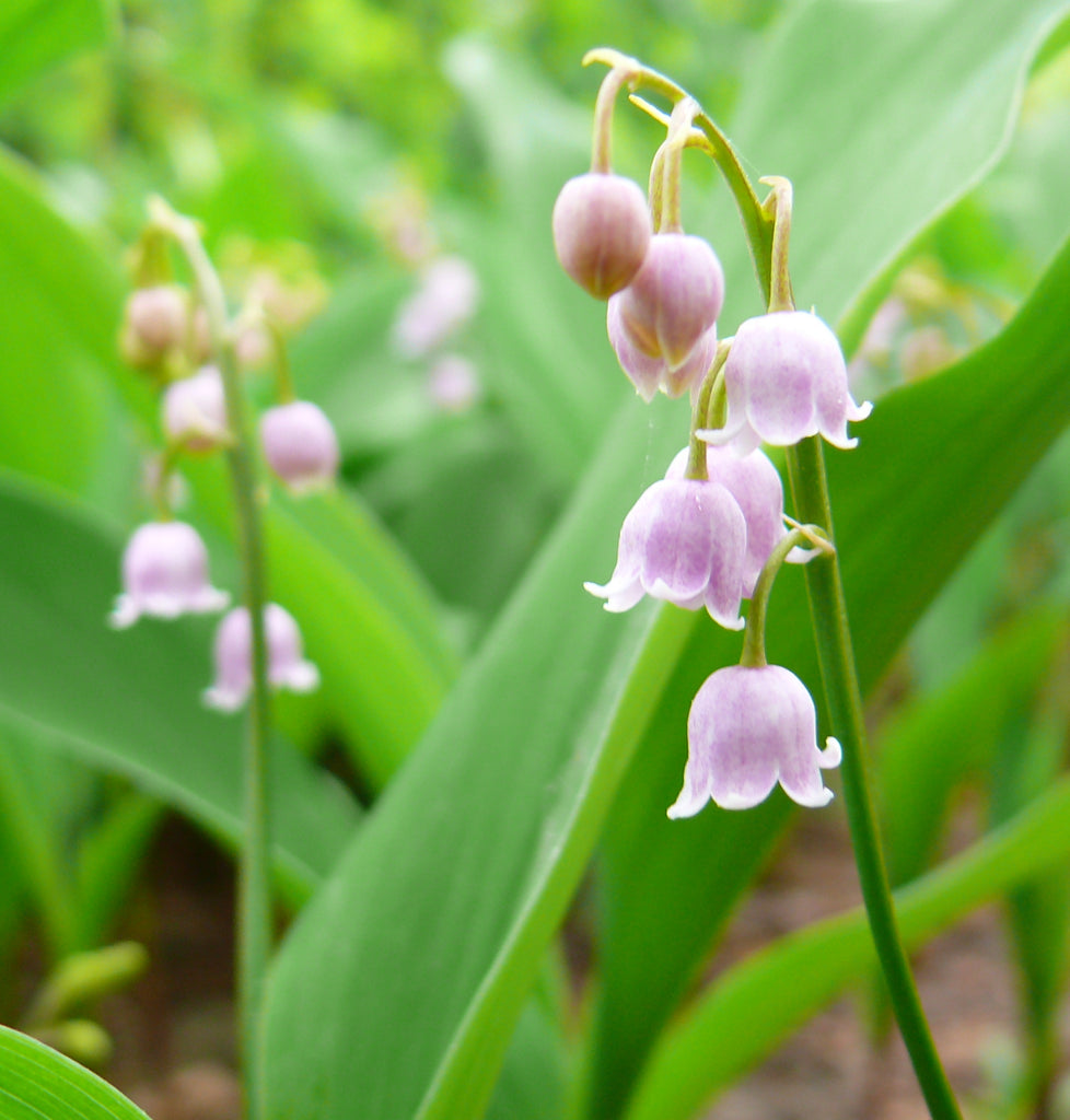 Convallaria majalis 'Rosea' - Lily-of-the-Valley - Brent & Becky's