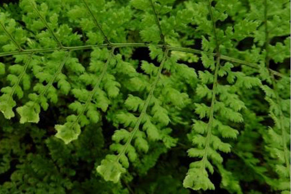 Dryopteris dilatata 'Lepidota Cristata' – Ballyrobert Gardens