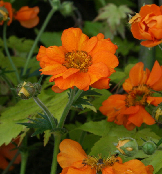 Geum 'Prinses Juliana' – Ballyrobert Gardens