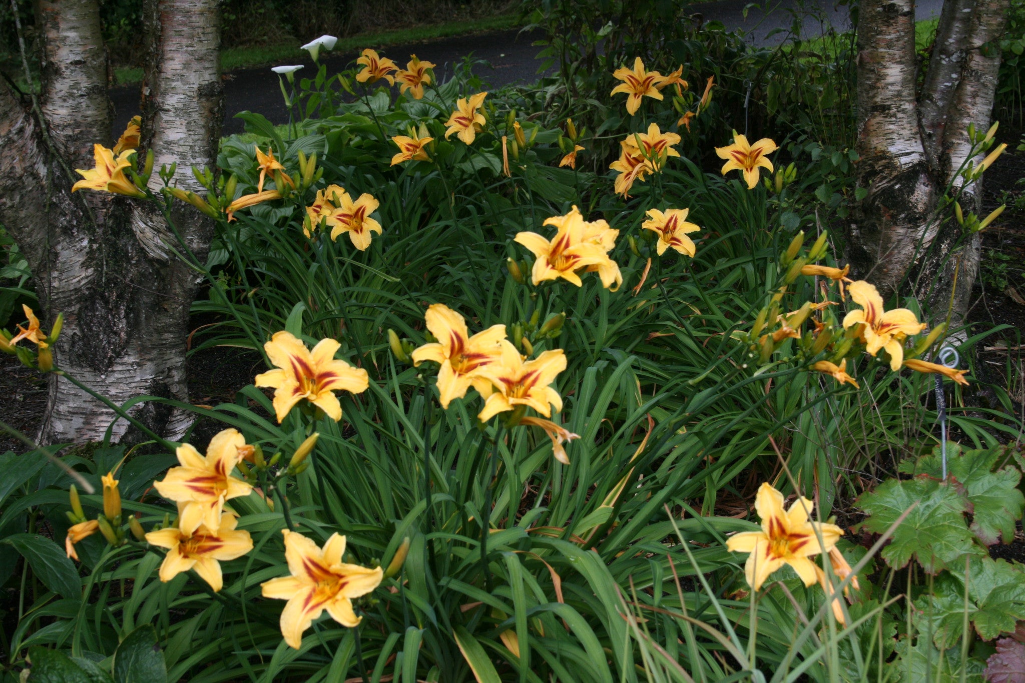 Hemerocallis 'Bonanza' – Ballyrobert Gardens