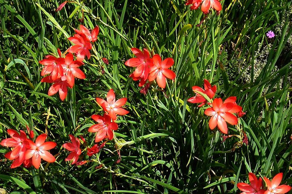 Hesperantha coccinea 'Major' – Ballyrobert Gardens