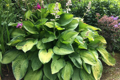 Hosta 'Paradigm' (v)