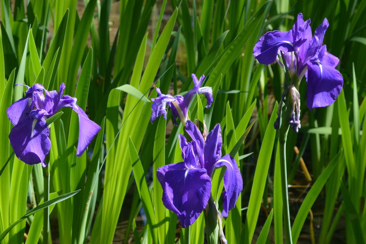 Iris laevigata