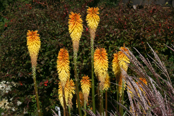 Kniphofia 'Wrexham Buttercup' – Ballyrobert Gardens