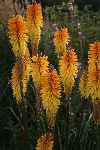 Kniphofia 'Wrexham Buttercup' – Ballyrobert Gardens