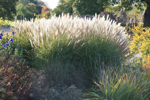 Miscanthus sinensis 'Undine' – Ballyrobert Gardens