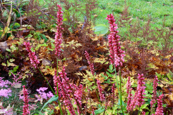 Persicaria 'Pink Elephant' – Ballyrobert Gardens