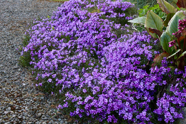 Phlox subulata 'Purple Beauty' – Ballyrobert Gardens