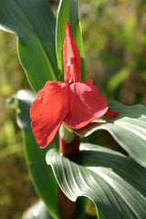 Roscoea purpurea f. rubra