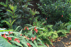 Roscoea purpurea f. rubra